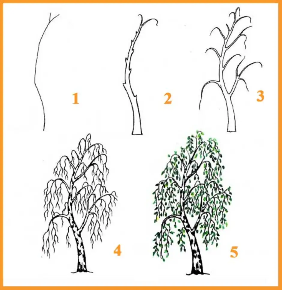 Как нарисовать дерево березу