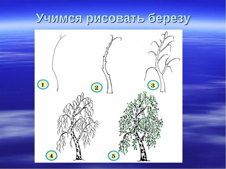 Нарисовать березу 2 класс