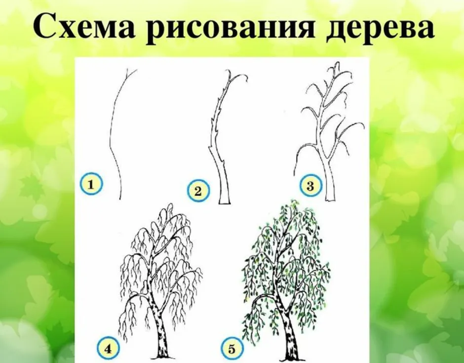 Как нарисовать березу поэтапно