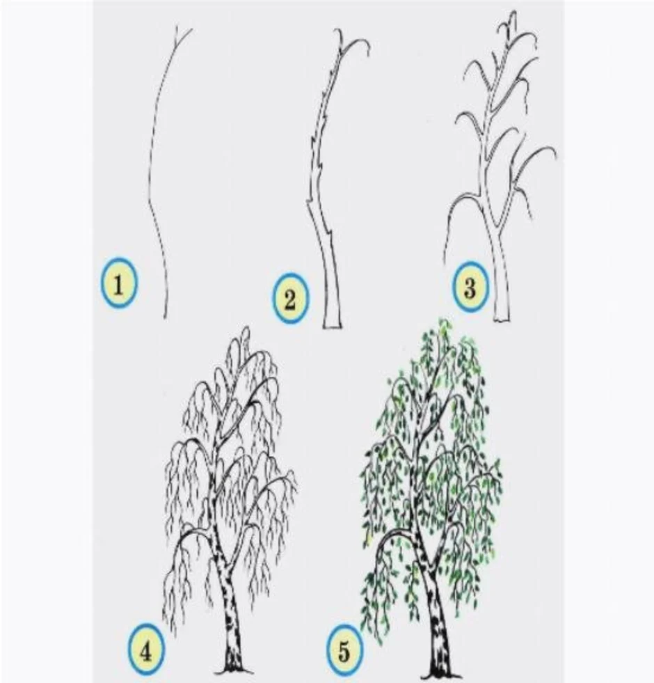 Как нарисовать березку