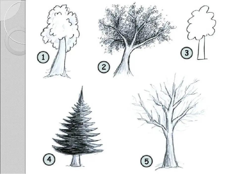Как правильно рисовать дерево в подготовительной группе
