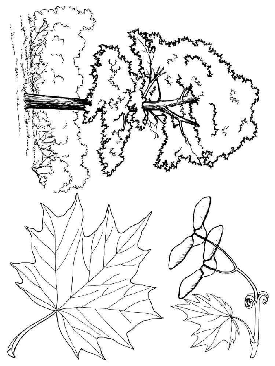 Как нарисовать клен. Раскраска дерево клен. Клен раскраска для детей. Листья деревьев раскраска. Дерево клен раскраска для детей.