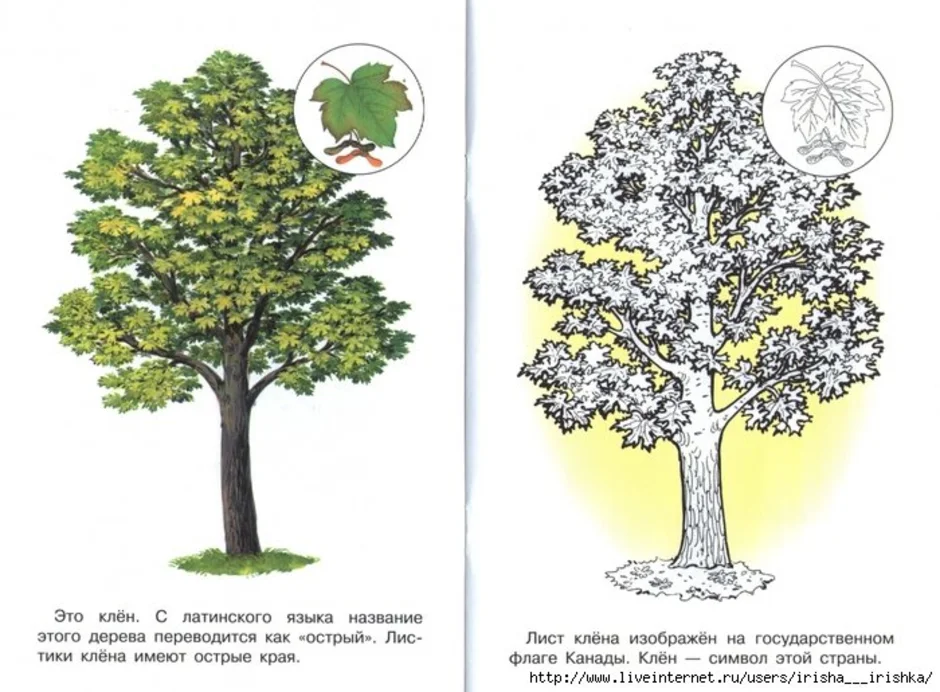 Дерево клен как рисовать