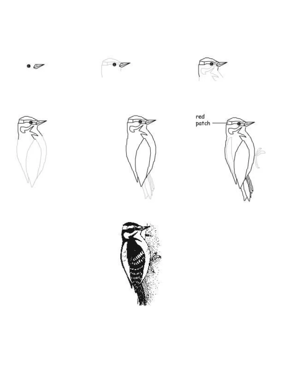 Как нарисовать дятла поэтапно