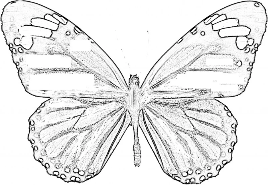 Бабочка карандашом. Бабочка рисунок карандашом. Рисунок бабочки карандашом для срисовки. Рисунки бабочек для срисовки.
