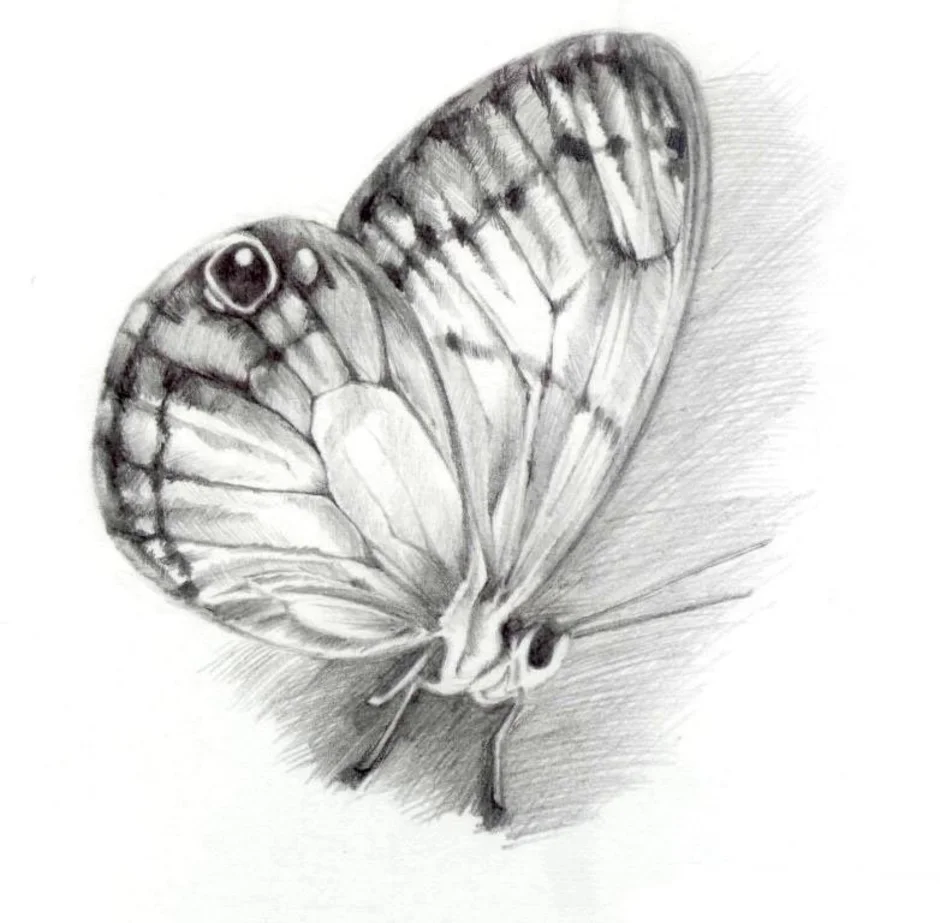 Фото бабочки карандашом