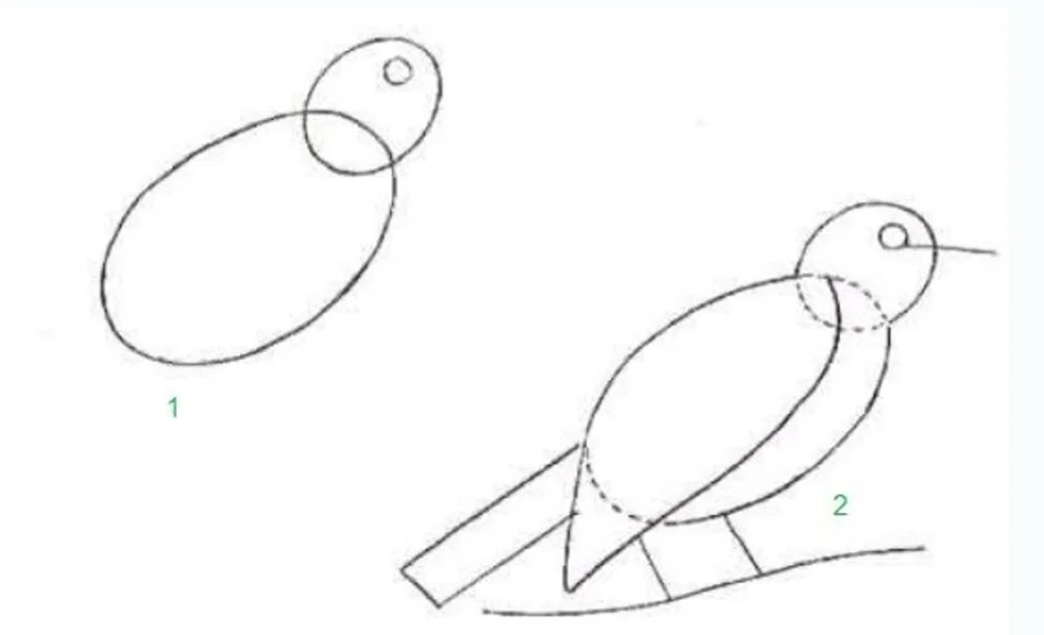 Рисование скворец в старшей группе. Поэтапное рисование скворца. Схема рисования птицы в средней группе. Скворец поэтапное рисование для детей. Рисование скворец в подготовительной группе.