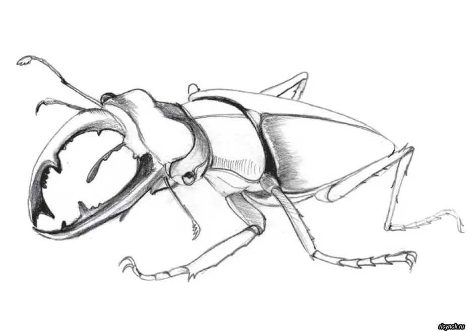 Как нарисовать жука носорога поэтапно