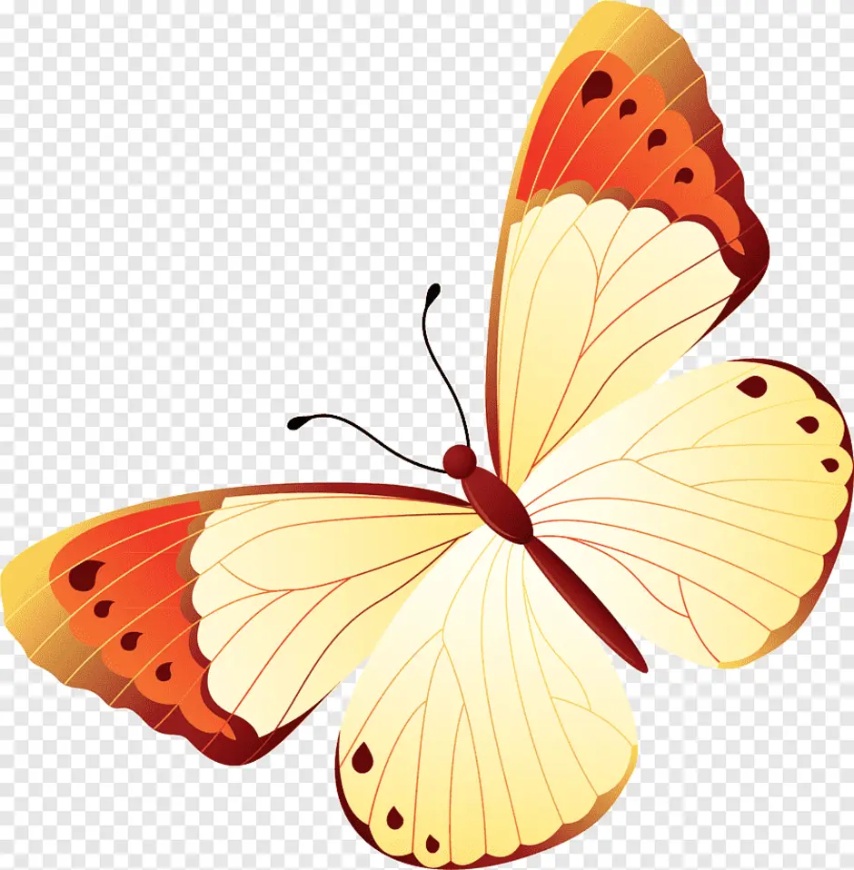 Прозрачная бабочка пнг