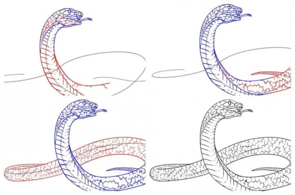 Как красиво нарисовать змею карандашом поэтапно для начинающих