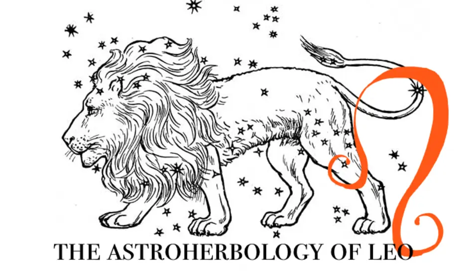 Созвездие льва нарисовать по точкам. Знак зодиака Лев. Созвездие Льва. Созвездие Льва символ. Раскраска знак зодиака Лев.