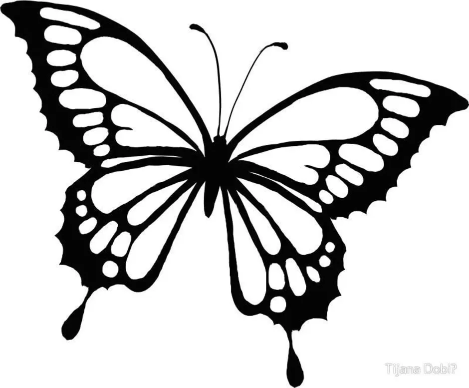 Бабочка скопировать. Трафареты бабочки. Бабочка контур. Бабочка черно белая. Шаблон бабочки.