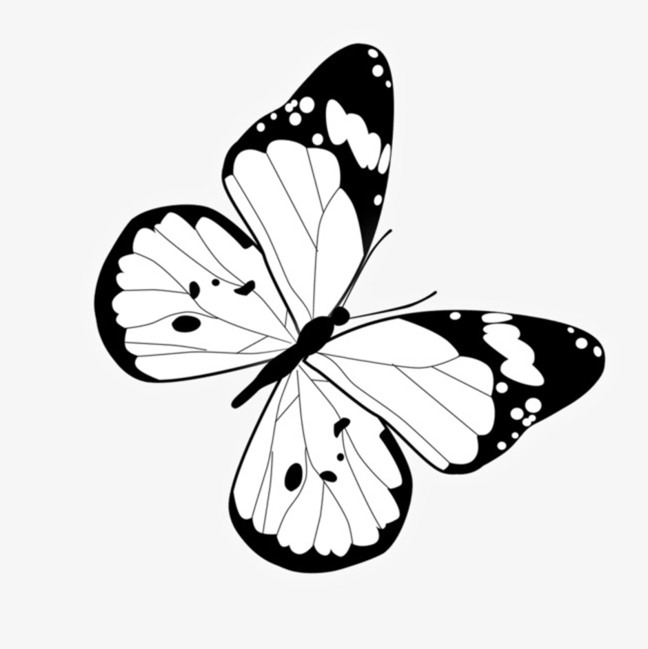 Распечатки бабочек черно. Бабочки чёрно белые. Черно белые бабы. Бабочка чб. Рисование бабочки.