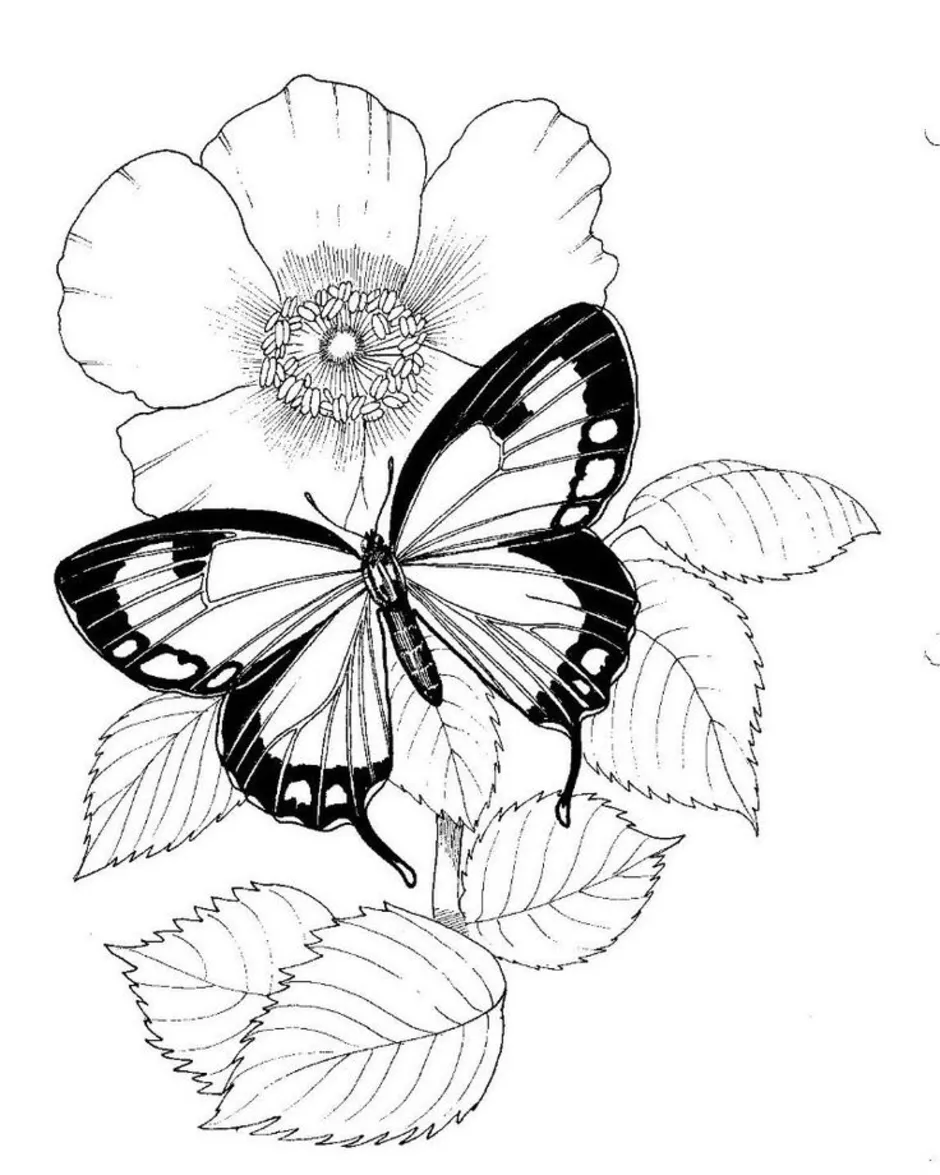 Раскраски Бабочка - Раскрасок для печати | WONDER DAY — Раскраски для детей и взрослых
