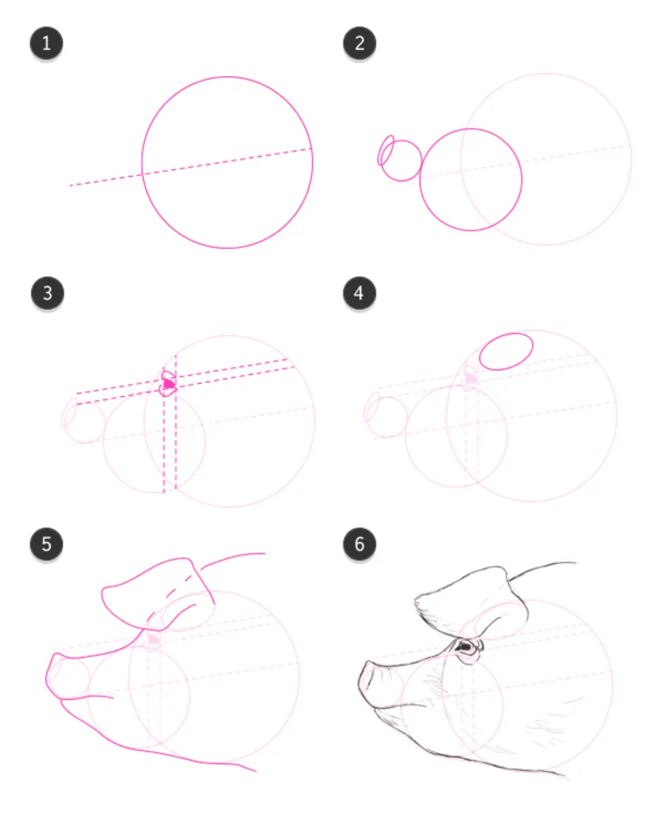Как нарисовать голову свиньи