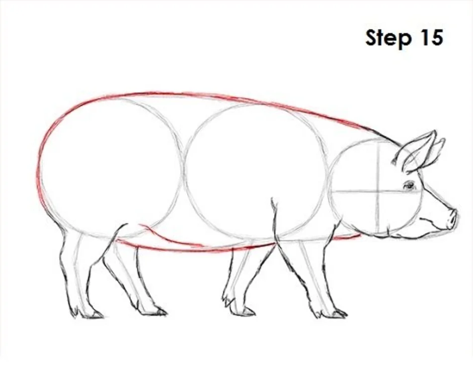 Как нарисовать свинью картинки