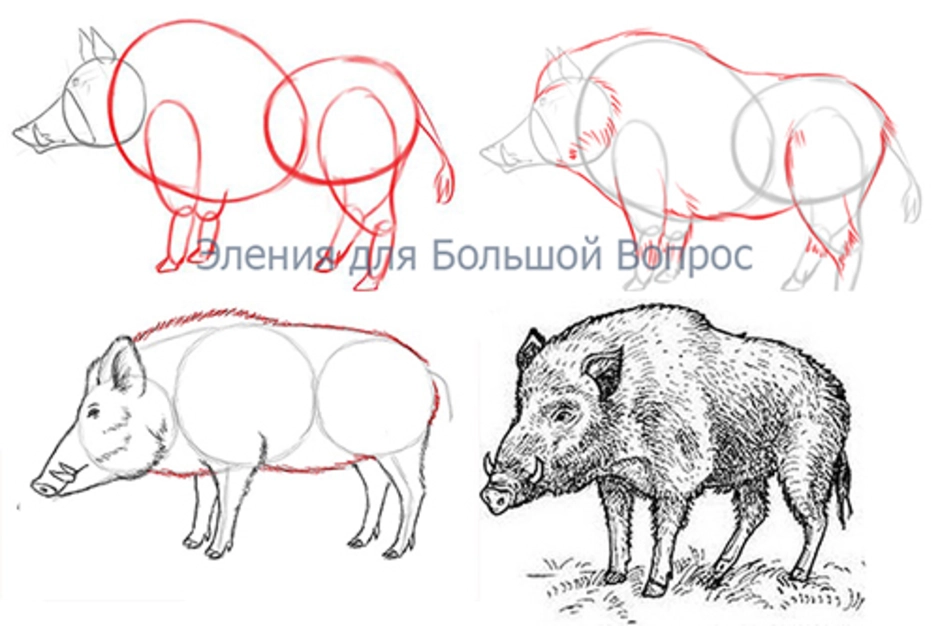 Как нарисовать кабана карандашом поэтапно для детей