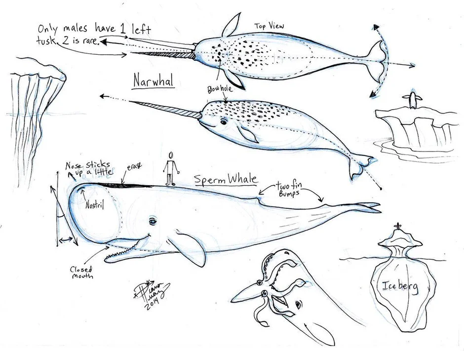 Как нарисовать нарвала