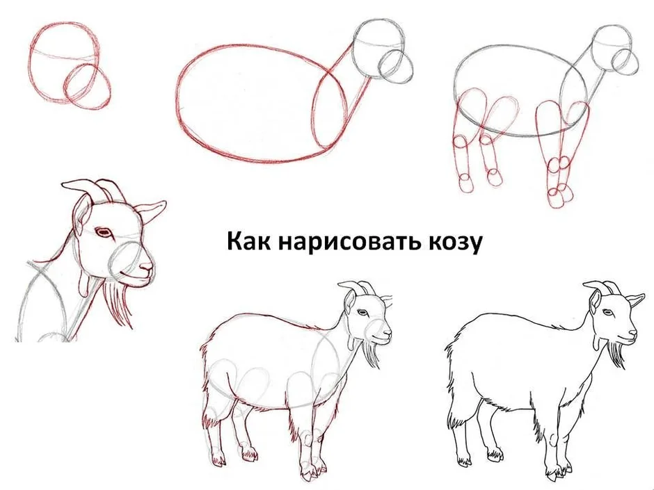Как нарисовать козла и барана