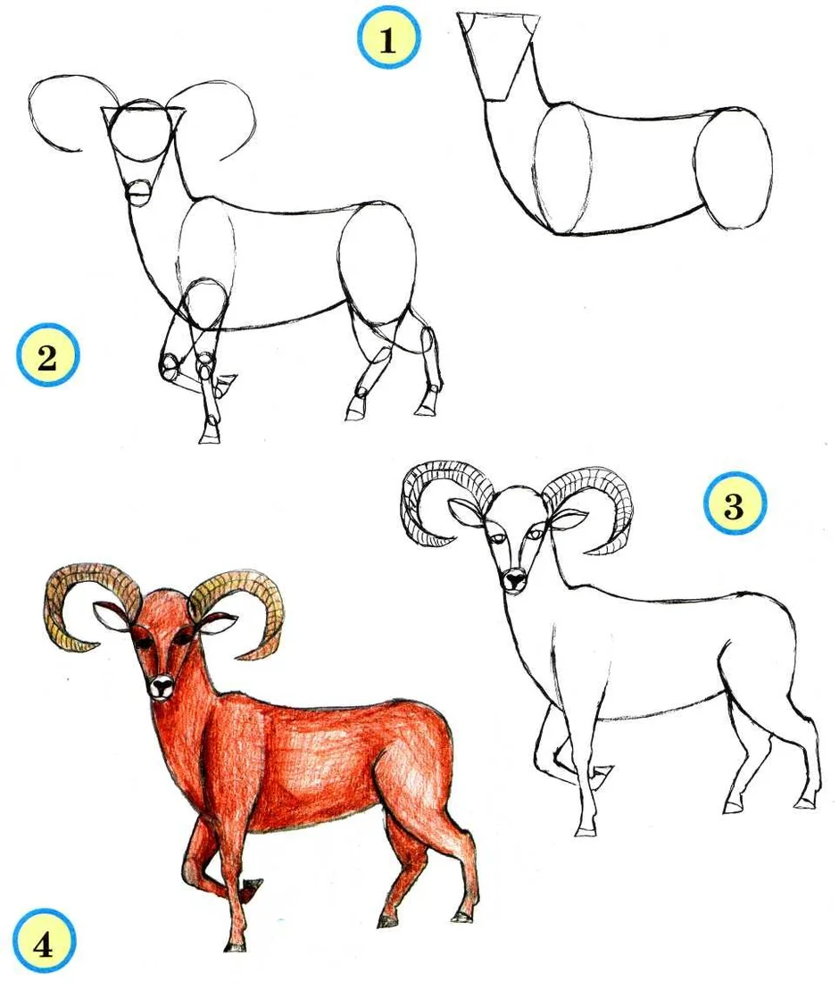 Как рисовать животных поэтапно
