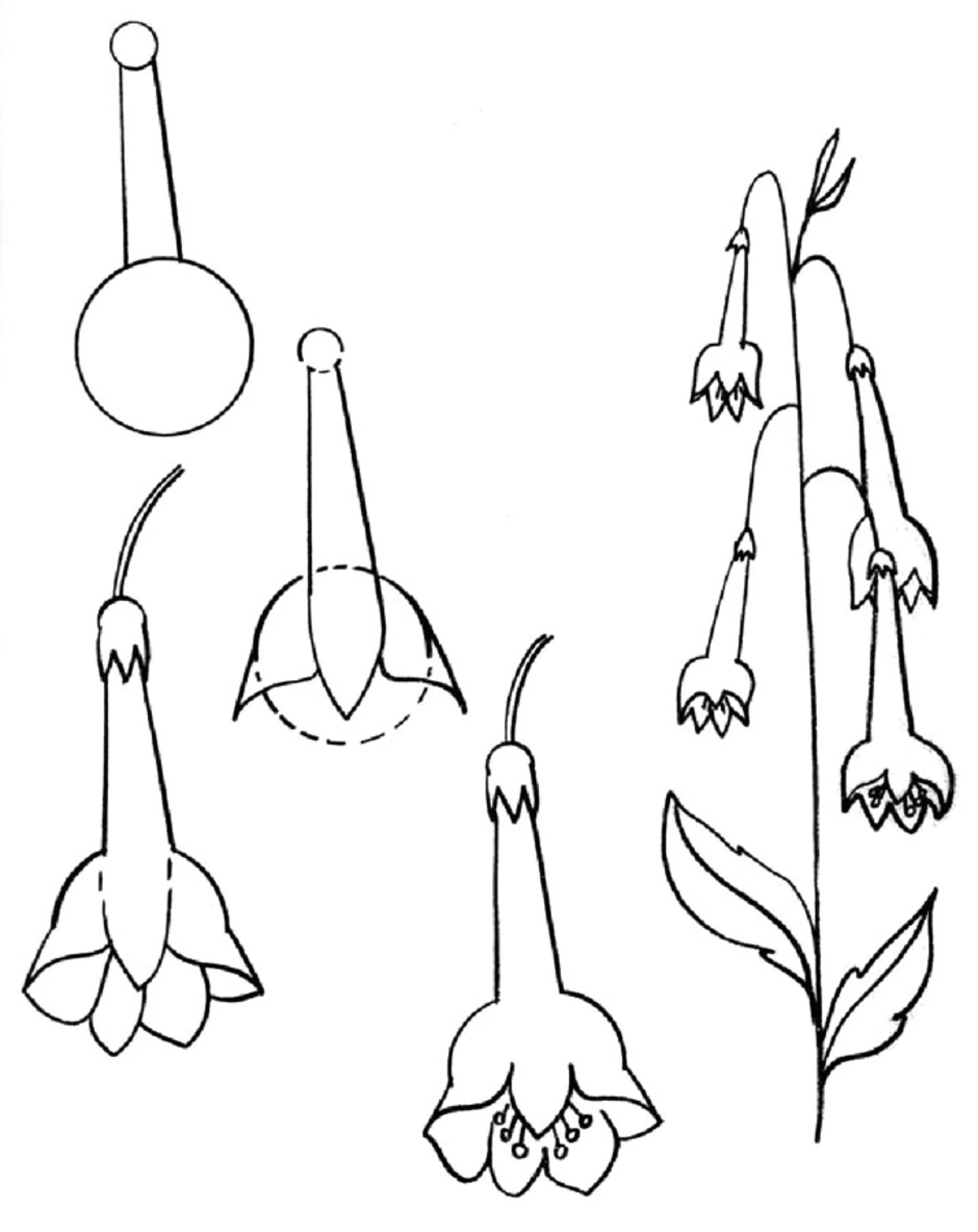 Как нарисовать колокольчик цветок