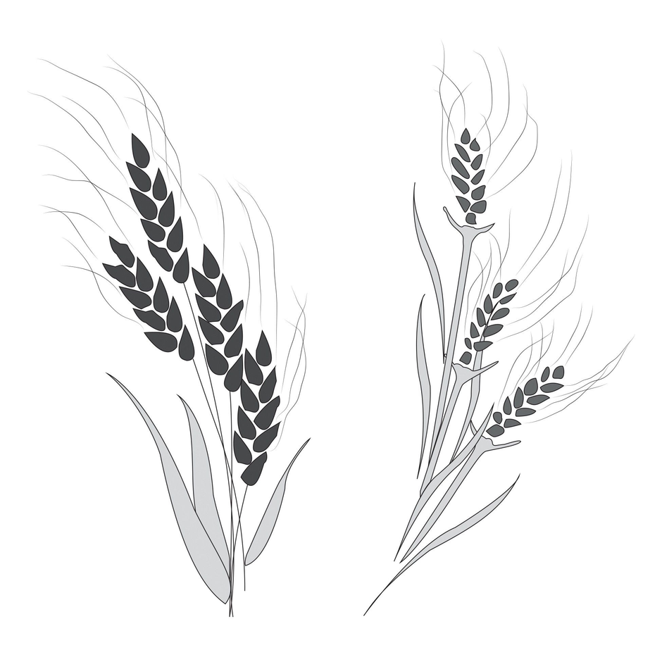 Как нарисовать пшеницу: 3 способа