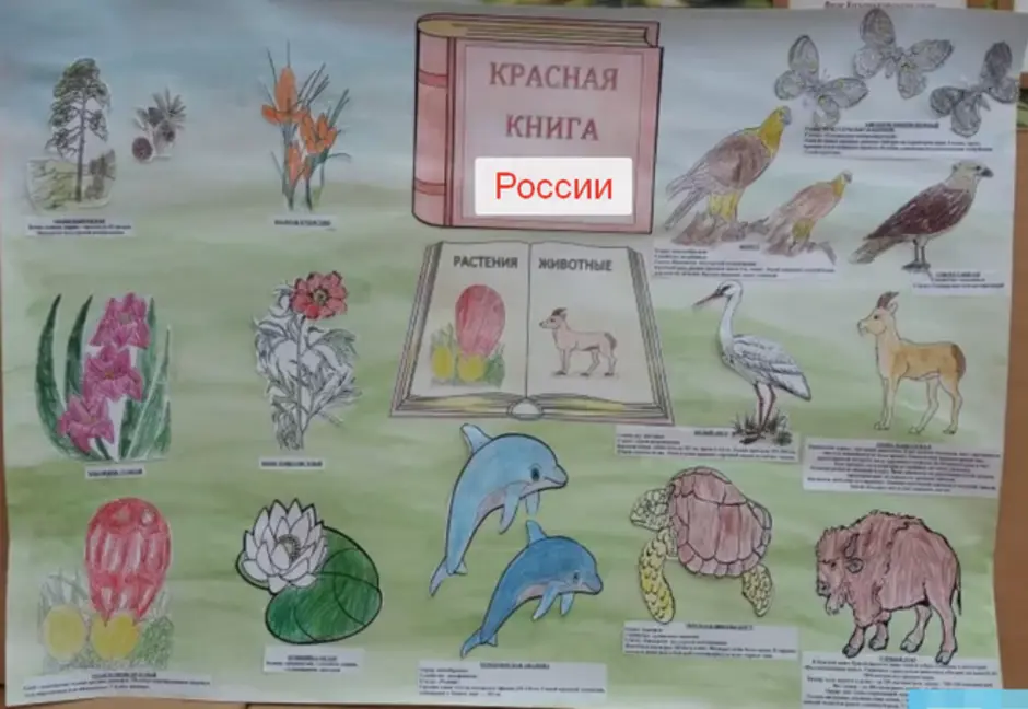 Растения из красной книги россии рисунок