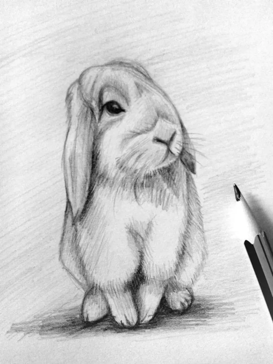 Рисунки животных простым карандашом. Животные карандашом. Рисунки карандашом животные. Кролик карандашом. Рисунки животных для срисовки.