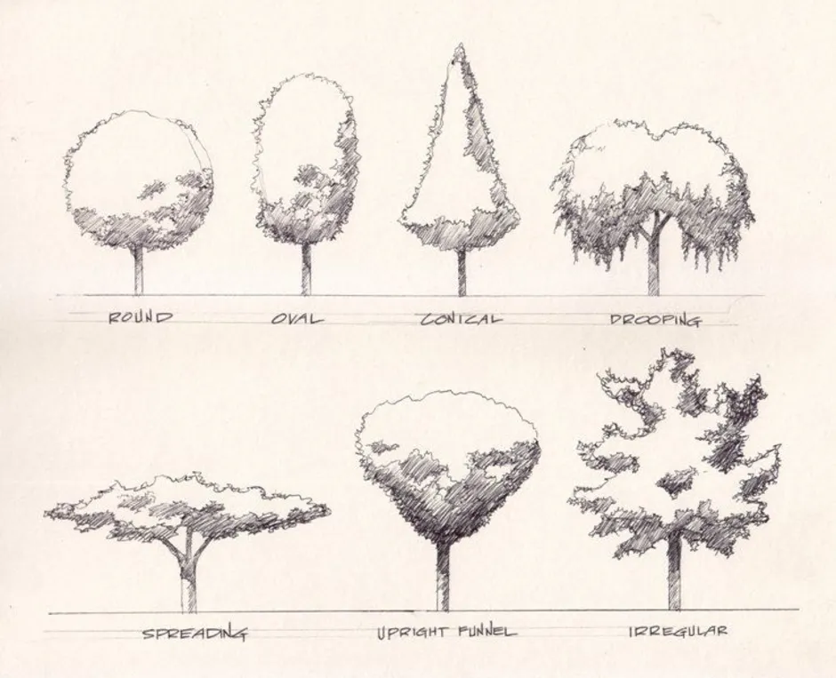 Типы рисования. Дерево скетч. Скетчинг деревья. Эскизные деревья. Формы деревьев для рисования.