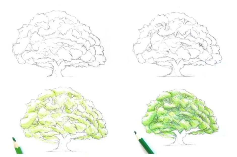Нарисовать крону дерева карандашом