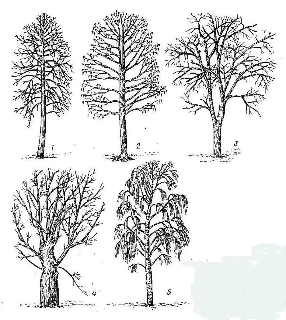 Тип рисунка дерева. Раскидистая форма кроны. Зарисовки деревьев разных пород. Рисование деревьев разных пород. Силуэты деревьев и кустарников.