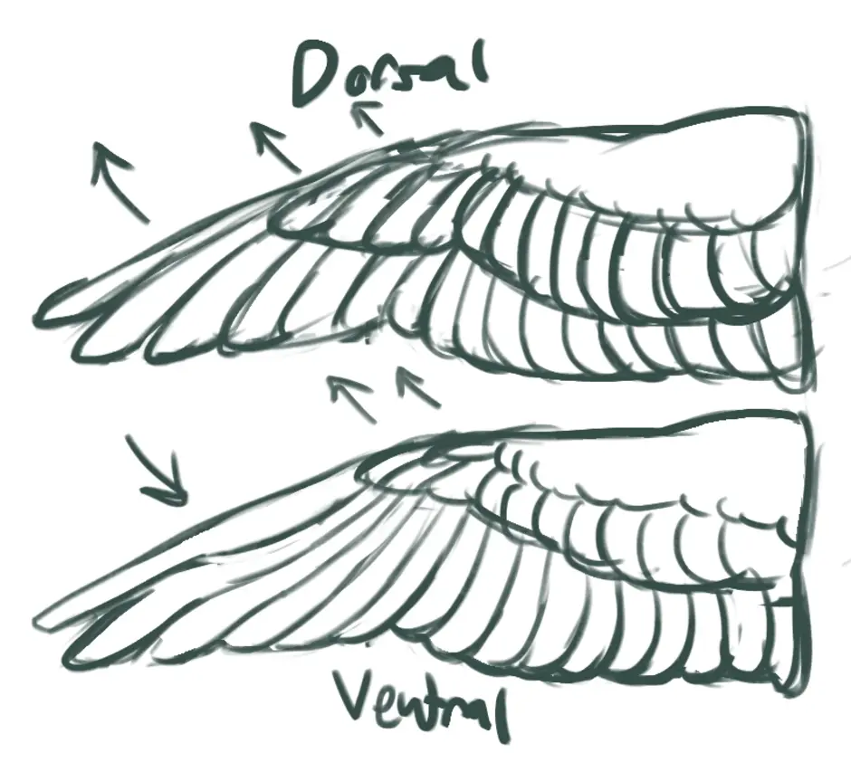 Крыло птицы песня. Крылья птицы референс. Сложенные Крылья птицы. Крылья птицы для рисования. Согнутые Крылья.