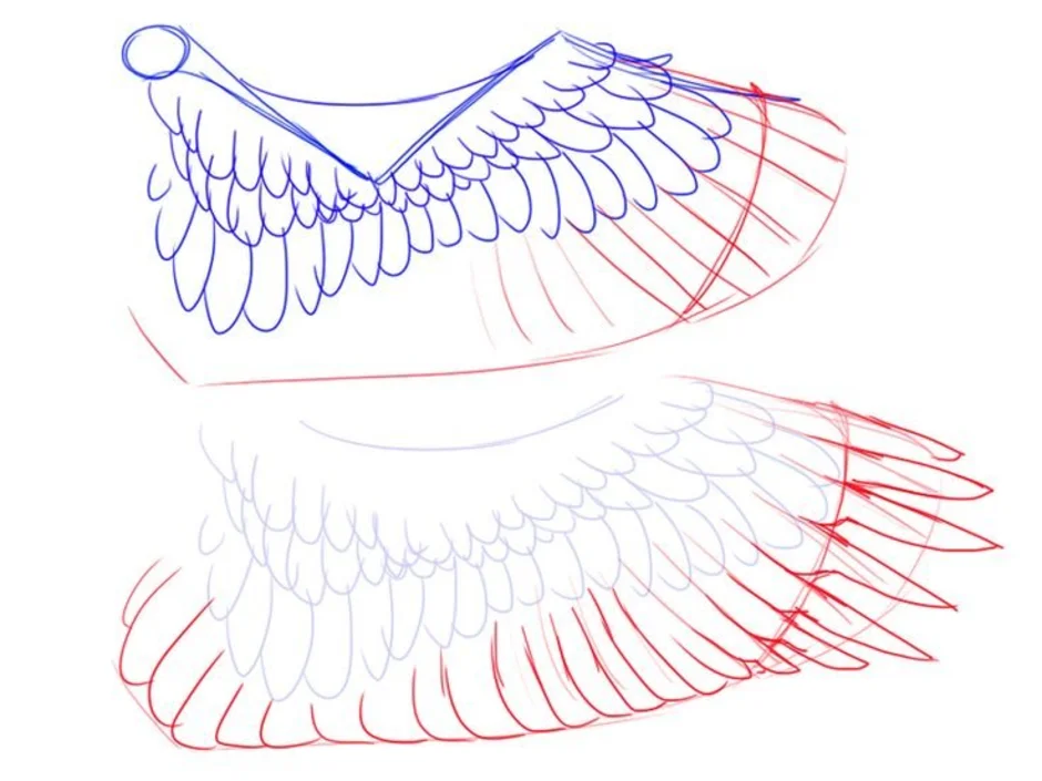 Как рисовать крылья. Крылья схема рисунок. Крылья карандашом пошагово мастер класс. Нарисовать крыло Кара. Член с крыльями рисунок.