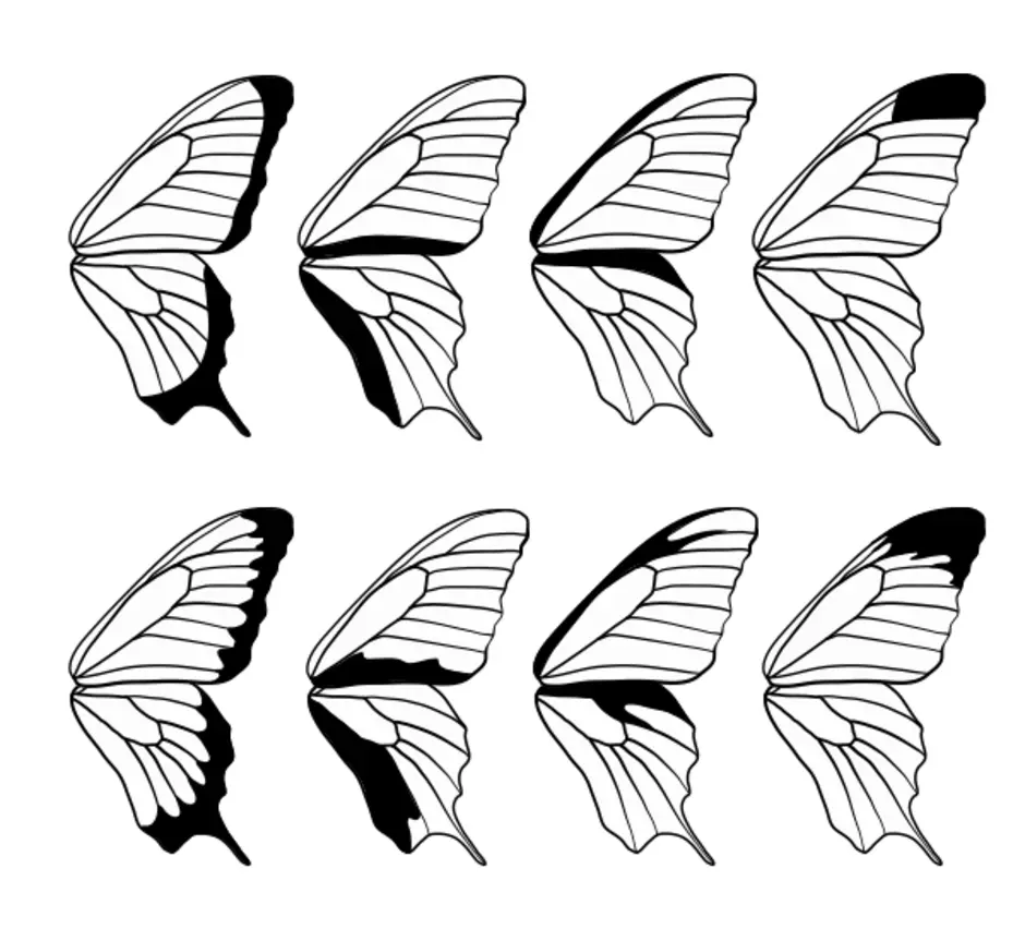 Сложенные крылья бабочки. Крылья бабочки нарисовать. Крылья бабочки эскиз. Формы крыльев бабочек. Бабочка эскиз.