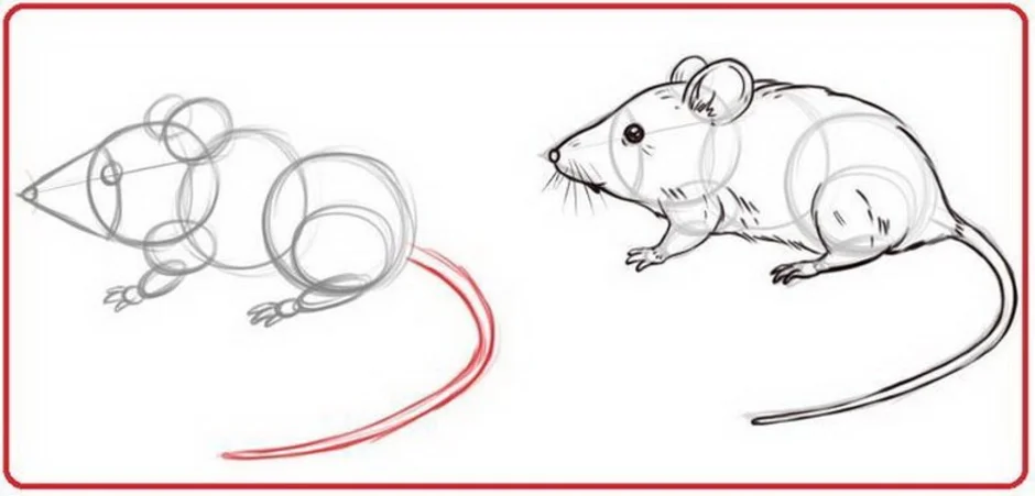 Как рисовать крысу поэтапно