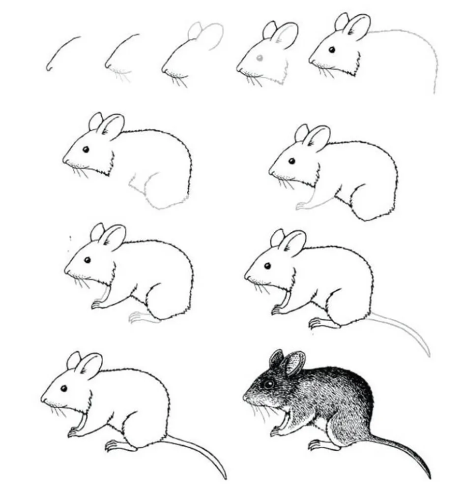 Развитие мышей. Мышь полевка нарисовать поэтапно. Рисунок крысы для срисовки. Поэтапный рисунок мышки. Мышка рисунок карандашом.