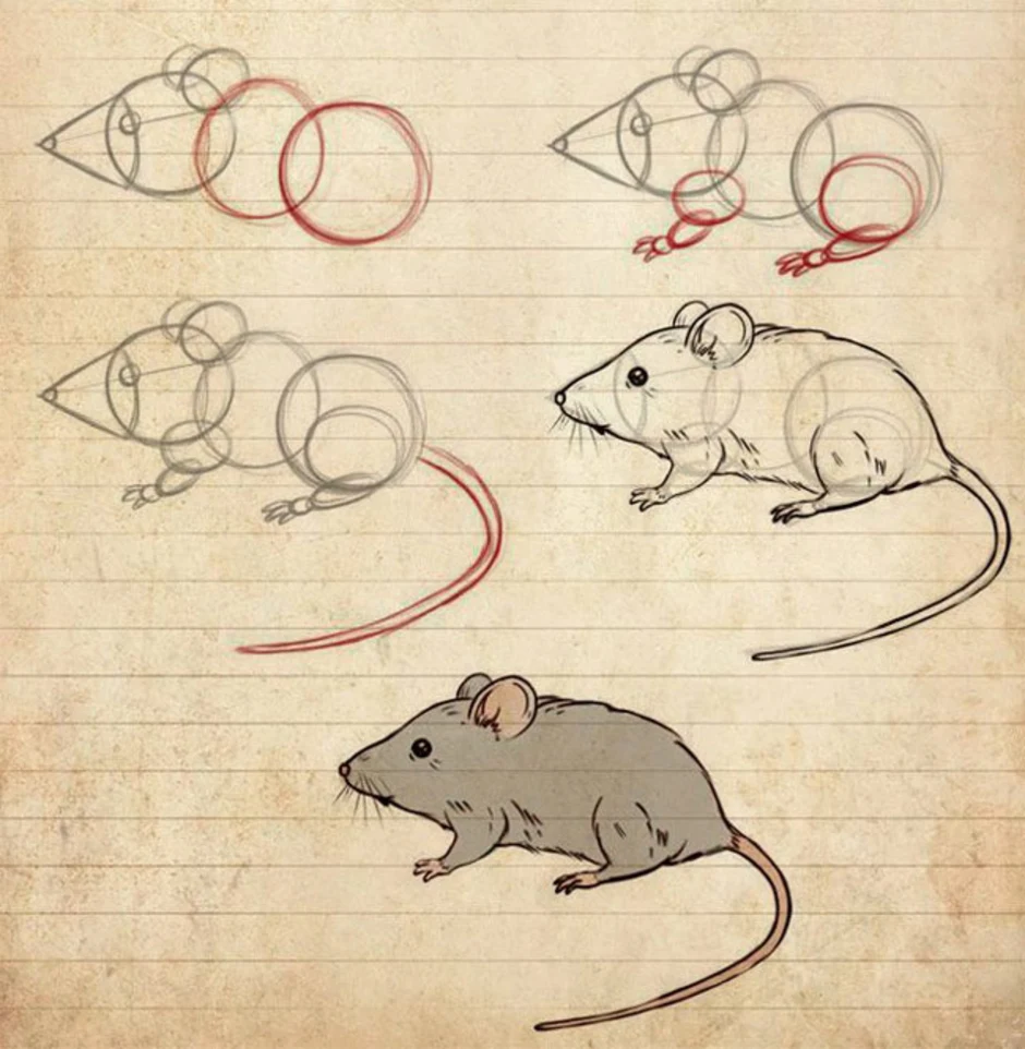 Как легко нарисовать мышку. Крыса рисунок. Поэтапное рисование крысы. Рисунок крысы пошагово. Поэтапное рисование мыши.