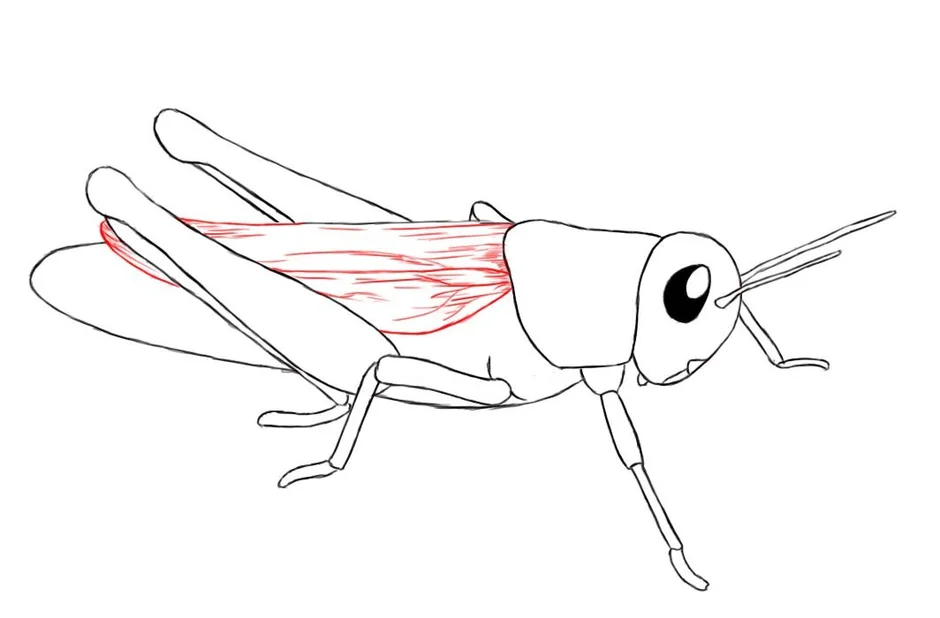 Как нарисовать кузнечика карандашом поэтапно