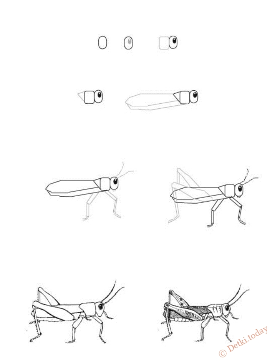 Рисуем насекомых карандашом