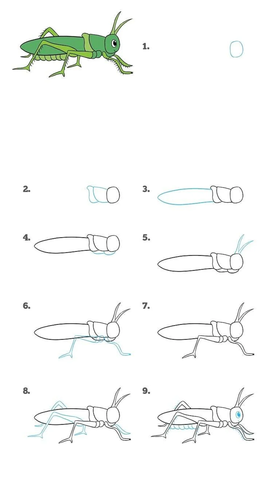 Как нарисовать кузнечика ребенку