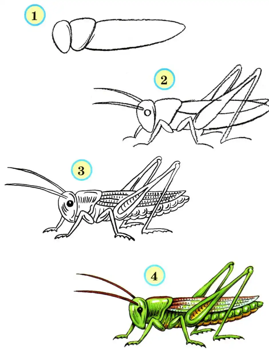 Насекомые рисунок 5 класс