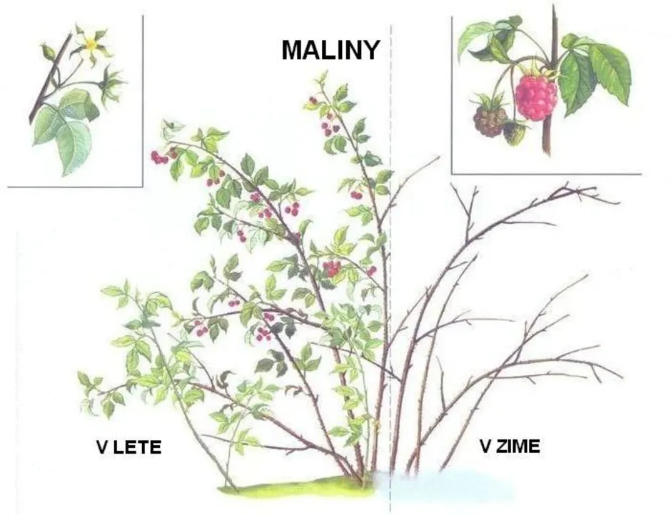 Куст малины рисовать