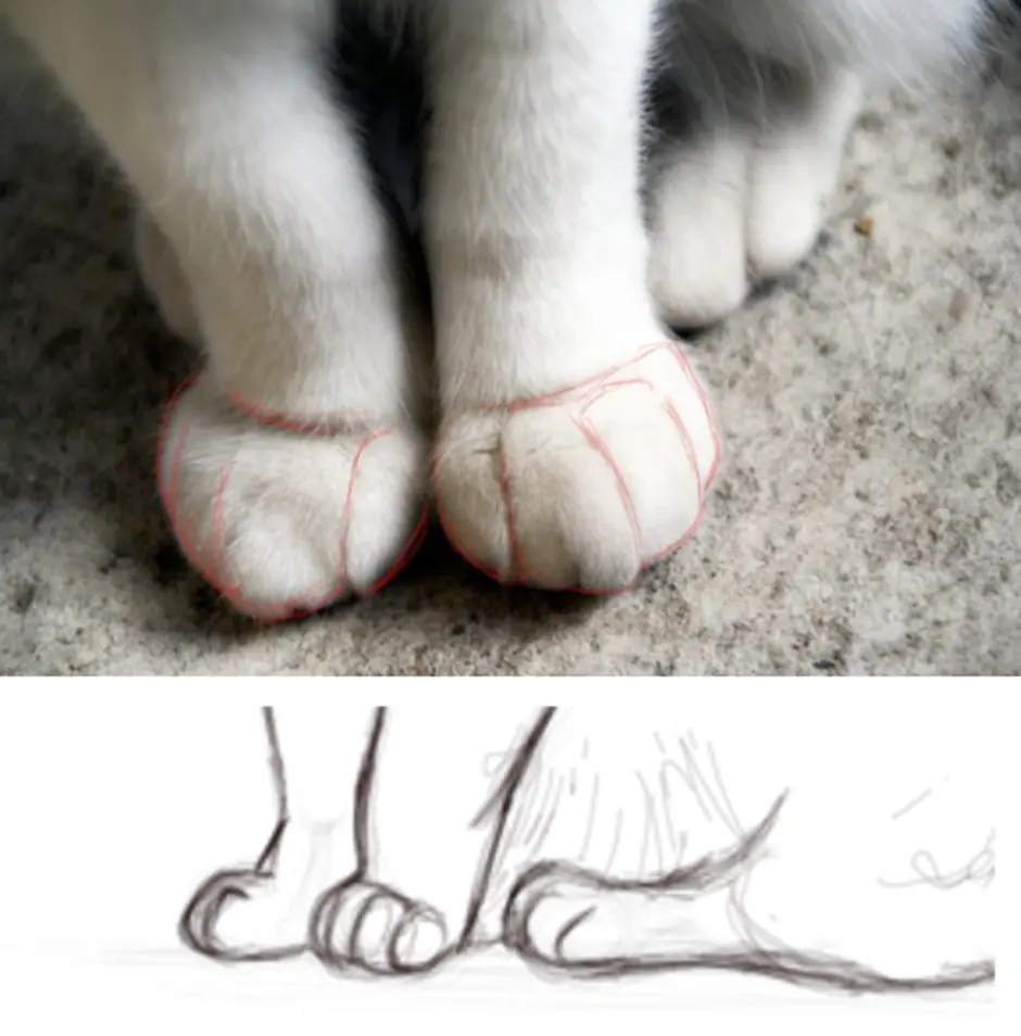 Как рисовать лапку. Кошачьи лапы референс. Лапки кошки. Кошачья лапа. Кошачьи ноги.