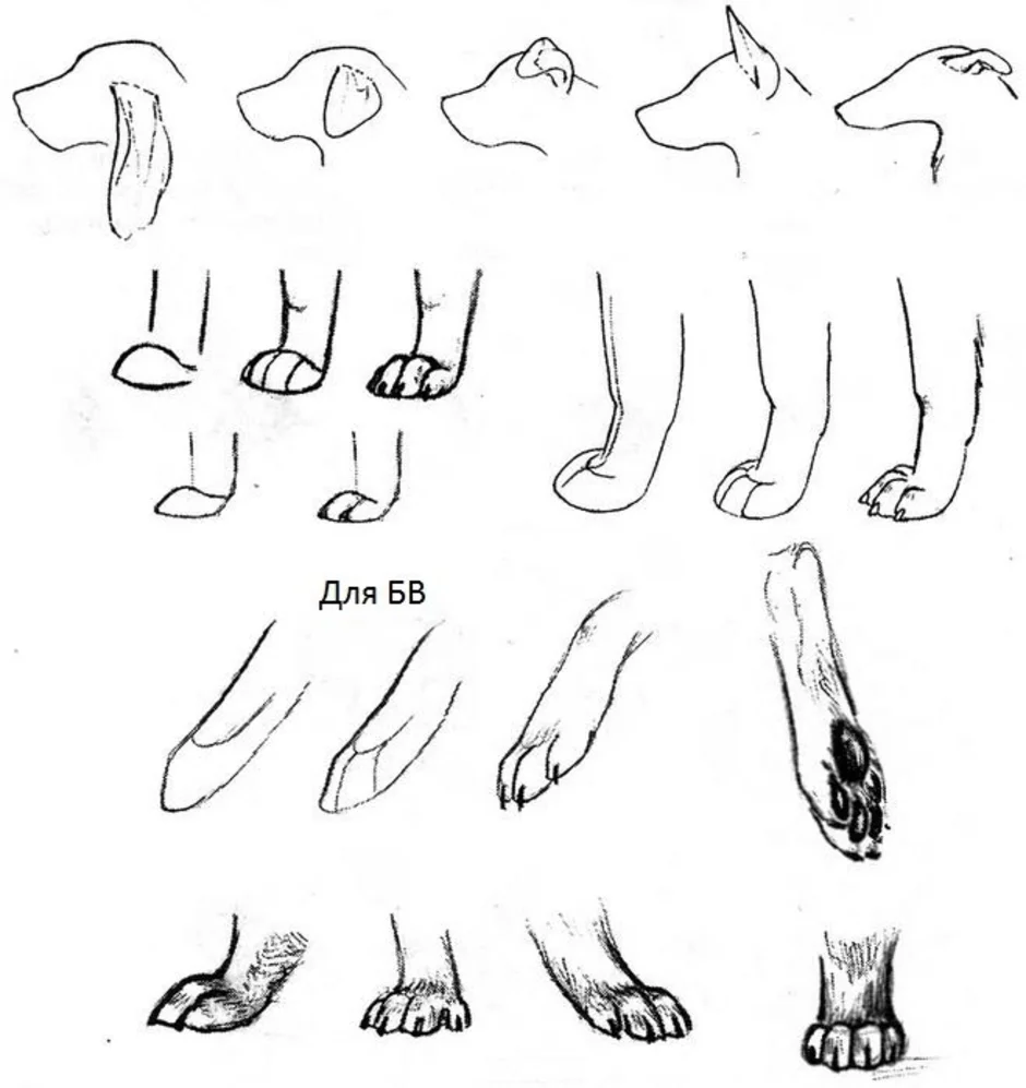Как рисовать собачьи лапы