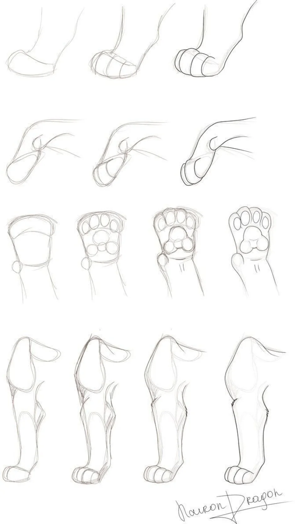 Лапка кошачья как нарисовать