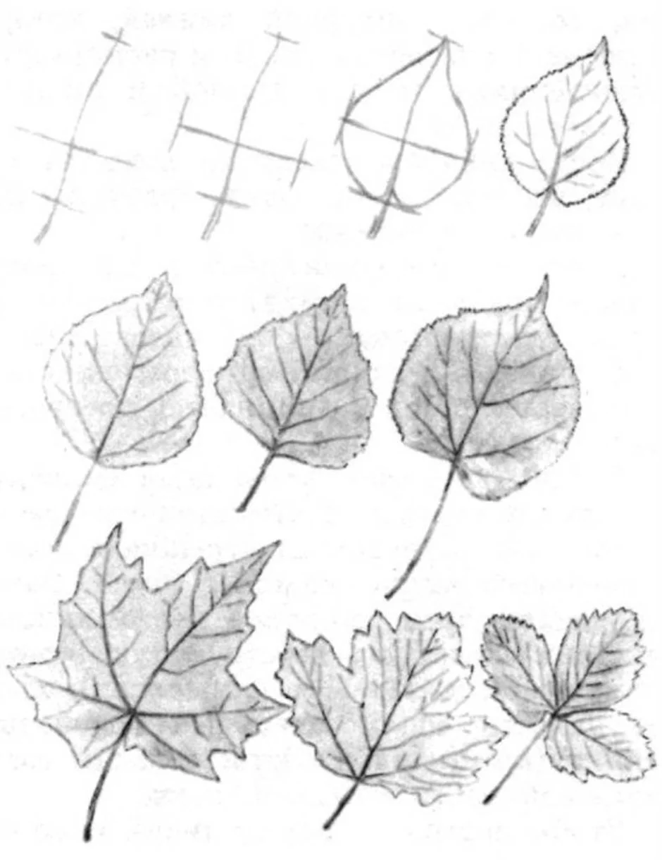 Картинка лист карандашом. Листья деревьев. Листья карандашом. Рисунки листьев. Наброски листьев.