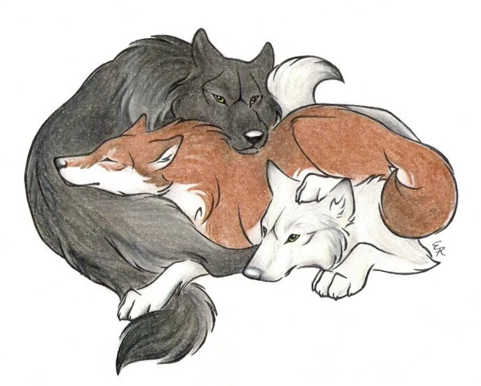 Волк м лиса. Волк и лиса. Лисы и волки. Волчонок рисунок. Лиса и волк рисунок.