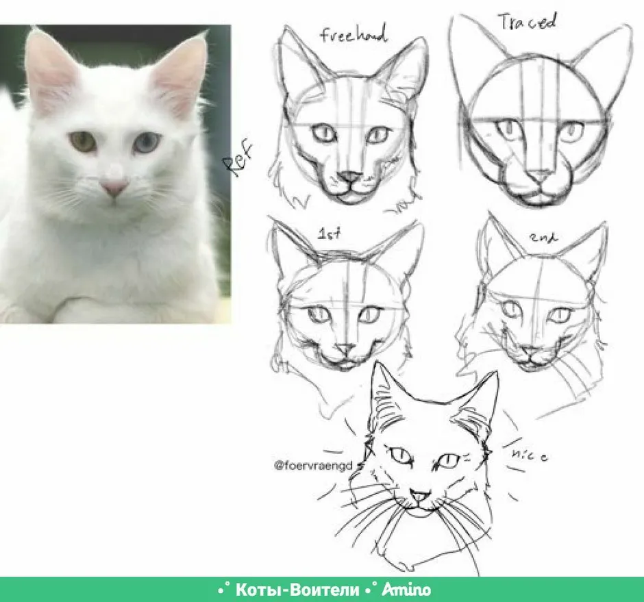Рисунок кота мордочка карандашом