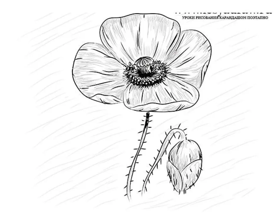 Как нарисовать мак цветок карандашом поэтапно для начинающих