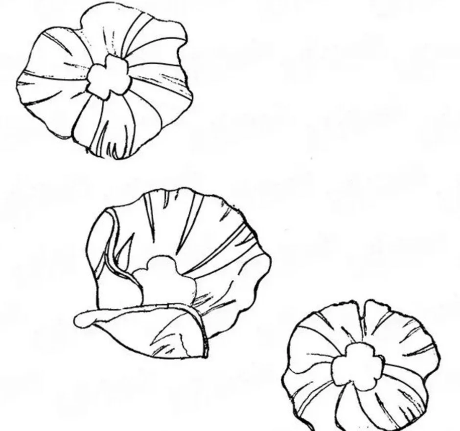 Клумба маков рисунок